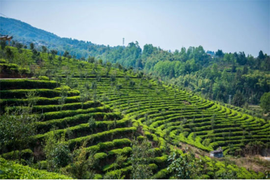 突圍50億無糖茶領域市場 “讓茶”要做“專業(yè)的茶” 突圍50億無糖茶領域市場 “讓茶”要做“專業(yè)的茶”